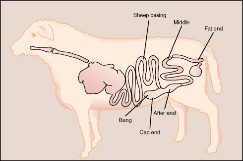 Where Do Sheep Casings Come From?
