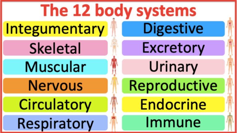 What Are The 12 Main Systems?